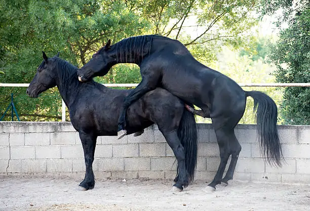 Horse Sex Game